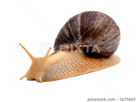 Snail Snail 5875607
