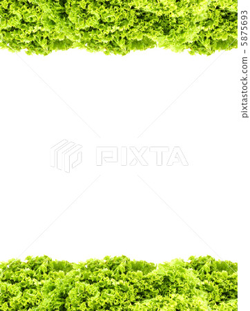 Green butter Lettuce Green butter Lettuce 5875693