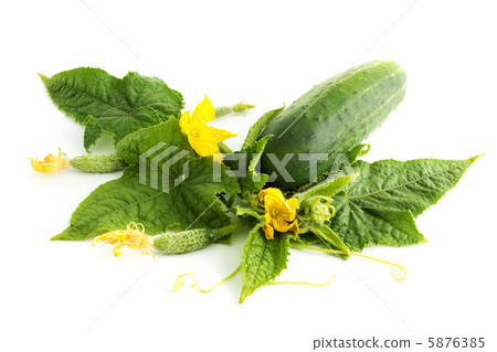 The cucumber white flowers 5876385