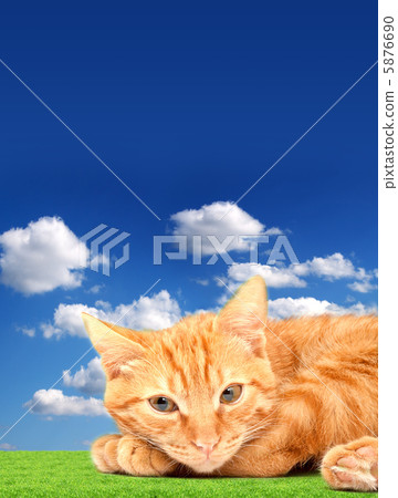 Cat 5876690