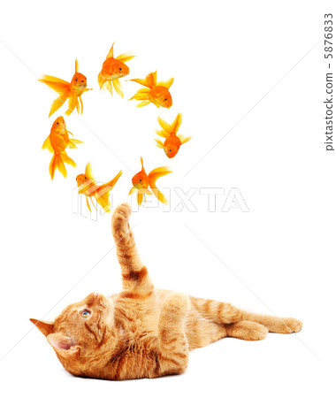 Goldfishes and cat Goldfishes and cat 5876833