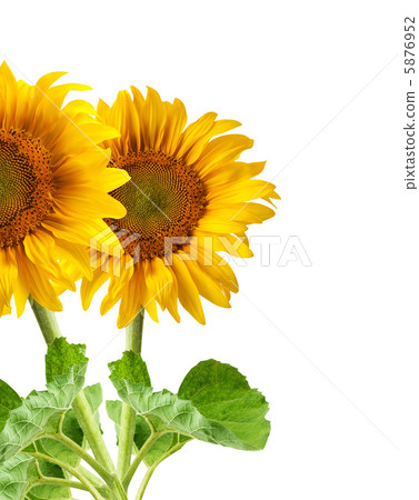 The beautiful sunflower The beautiful sunflower 5876952