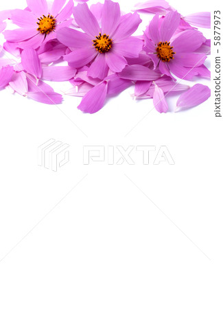 Flowers Flowers 5877973