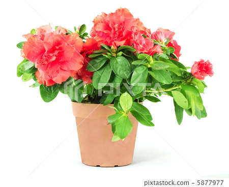 Flower in a flowerpot Flower in a flowerpot 5877977