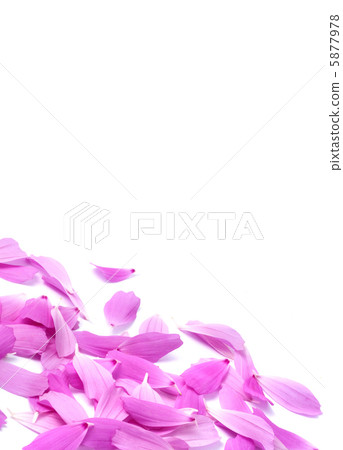 Petals Petals 5877978