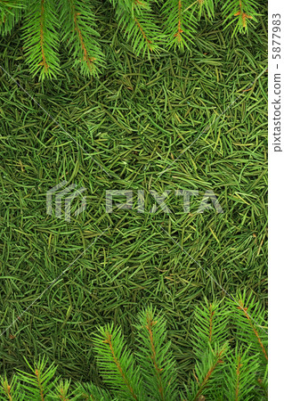 Christmas spruce texture Christmas spruce texture 5877983