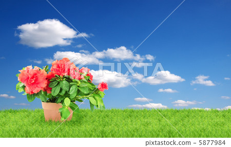 Flower in a flowerpot Flower in a flowerpot 5877984