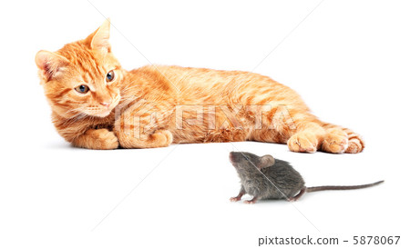 Mouse and cat Mouse and cat 5878067