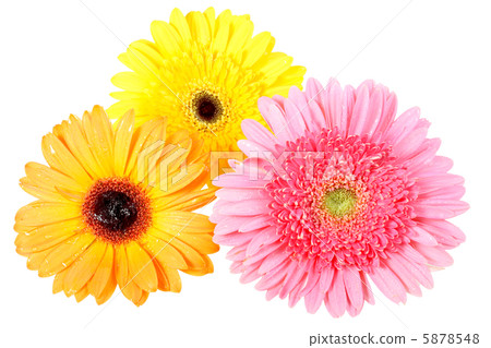 Three flower with dew Three flower with dew 5878548