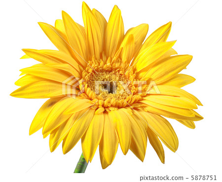 One yellow flower One yellow flower 5878751