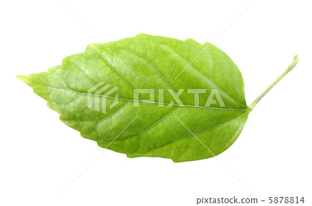 One green leaf 5878814