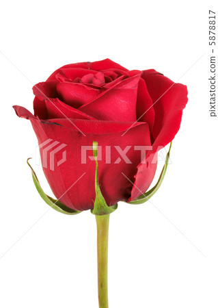 One red rose One red rose 5878817
