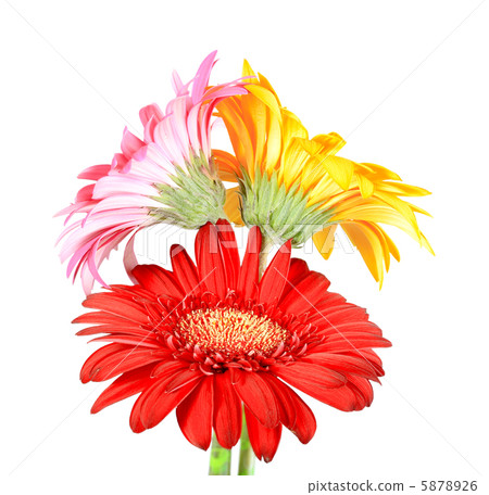 Bouquet of three flowers 5878926
