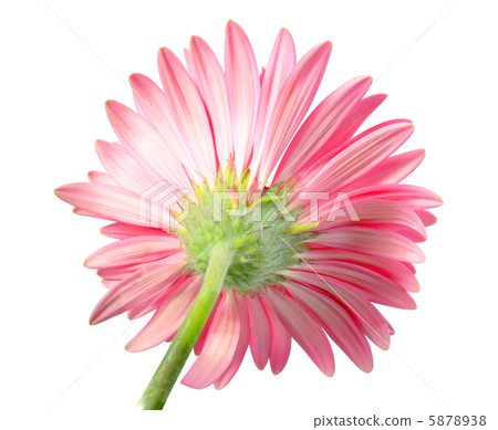 Back-side of pink flower 5878938