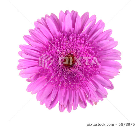 One purple flower with dew One purple flower with dew 5878976