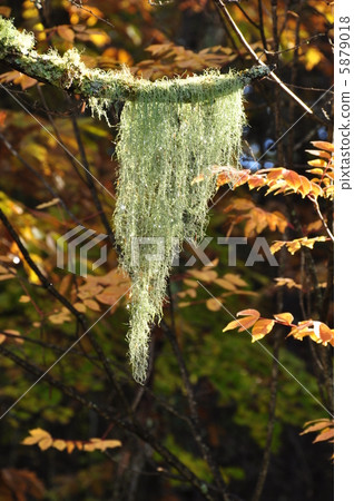 Moss curtain Moss curtain 5879018