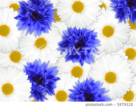 Background of blue and white flowers Background of blue and white flowers 5879128