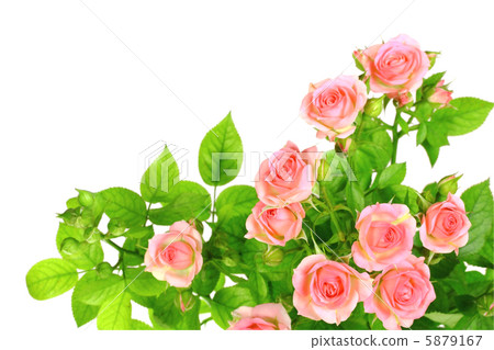 Branch of light pink roses Branch of light pink roses 5879167