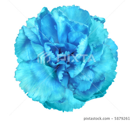 Blue flower of carnation Blue flower of carnation 5879261