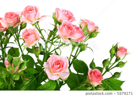 Bush of pink roses with green leafes 5879271