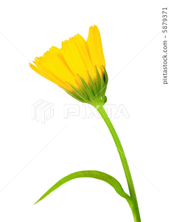 One yellow flower of calendula 5879371