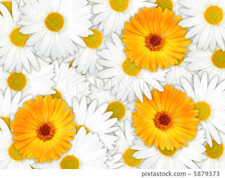 Background of orange and white flowers 5879373