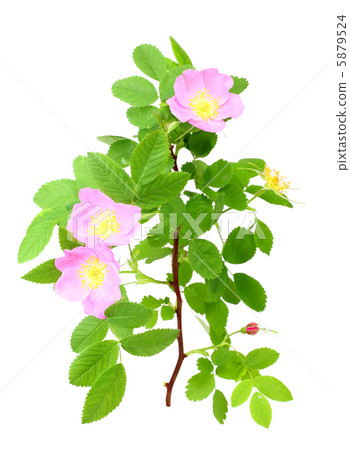 Dog-rose with green leafs and pink flowers Dog-rose with green leafs and pink flowers 5879524