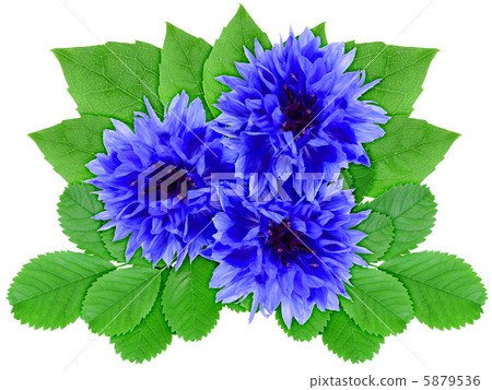 Blue flowers with green leaf 5879536