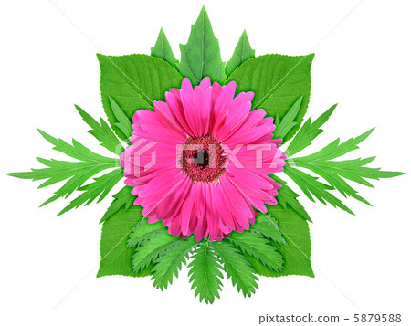 Purple flower with green leaf 5879588