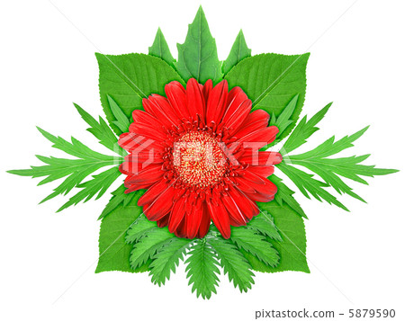 Red flower with green leaf 5879590