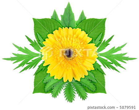 Yellow flower with green leaf Yellow flower with green leaf 5879591