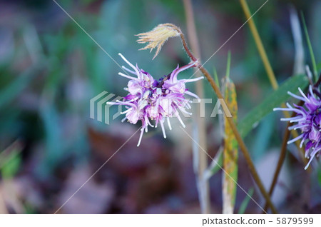 Because it resembles an anchor of an Asukusa ship Ikarisori. 5879599