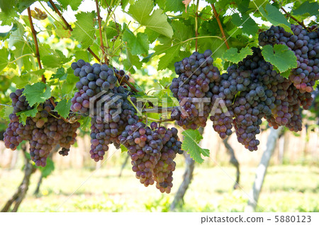 red grapes with green leaves on the vine red grapes with green leaves on the vine 5880123