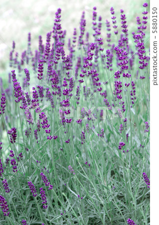 fresh lavender plants outdoors fresh lavender plants outdoors 5880150