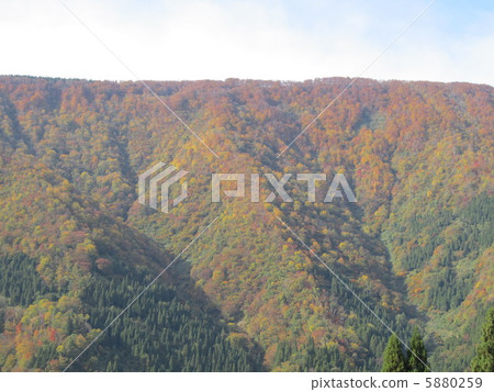 秋葉在Togenga冥想鄉 秋葉在Togenga冥想鄉 5880259