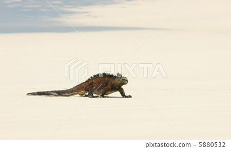 marine iguana in the beach 5880532