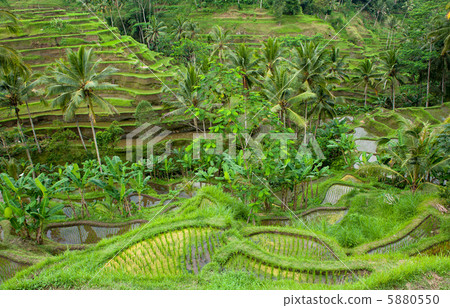 rice terraces of bali, indonesia 5880550