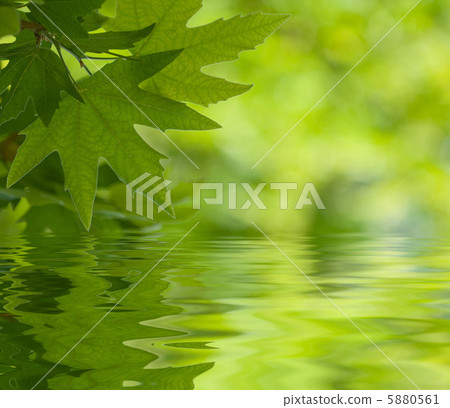 green leaves reflecting in the water, shallow focus 5880561