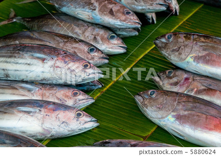 fresh fish at a fish market 5880624