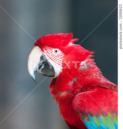 close up image of red parrot 5880625