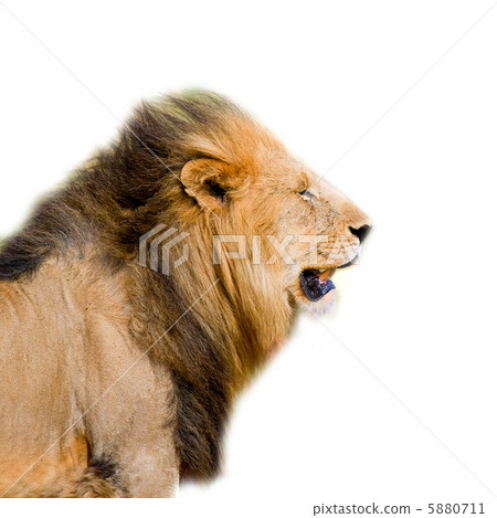 lion's head isolated lion's head isolated 5880711