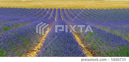 Lavender field, Provence, France 5880735