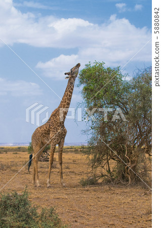 giraffe and a tree giraffe and a tree 5880842