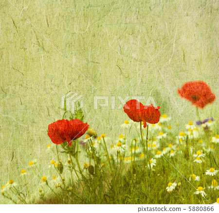 grunge floral background with poppies 5880866