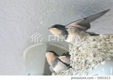 燕子在巢前 5881013