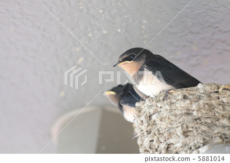 The swallows right before the nest 5881014
