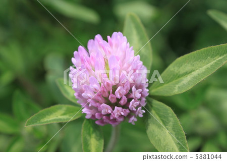 Flowers of red mint (red clover) 5881044