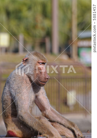 Mantle huge Mantle huge 5881457