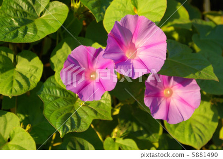 Morning glory 5881490