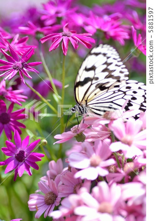 蝴蝶的天堂 5881597